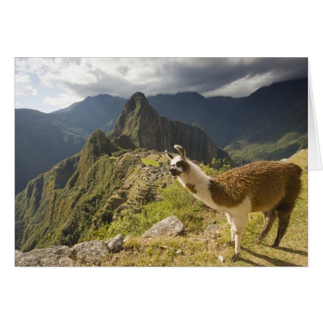 Lamas en een overblik op Machu Picchu, (Voorkant Horizontaal)