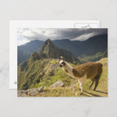 Lamas en een overblik op Machu Picchu, Briefkaart (Voorkant / Achterkant)