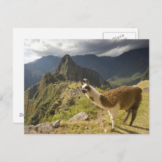 Lamas en een overblik op Machu Picchu, Briefkaart (Voorkant / Achterkant)
