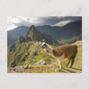 Lamas en een overblik op Machu Picchu, Briefkaart
