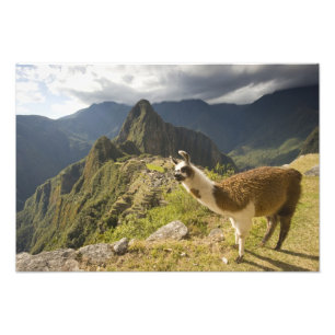 Lamas en een overblik op Machu Picchu, Foto Afdruk