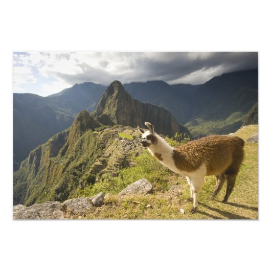Lamas en een overblik op Machu Picchu, Foto Afdruk (Voorkant)