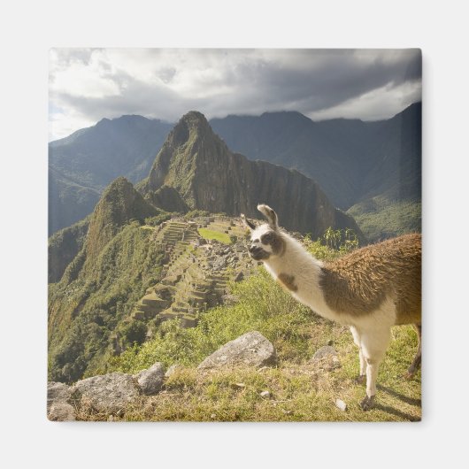 Lamas en een overblik op Machu Picchu, Magneet (Voorkant)