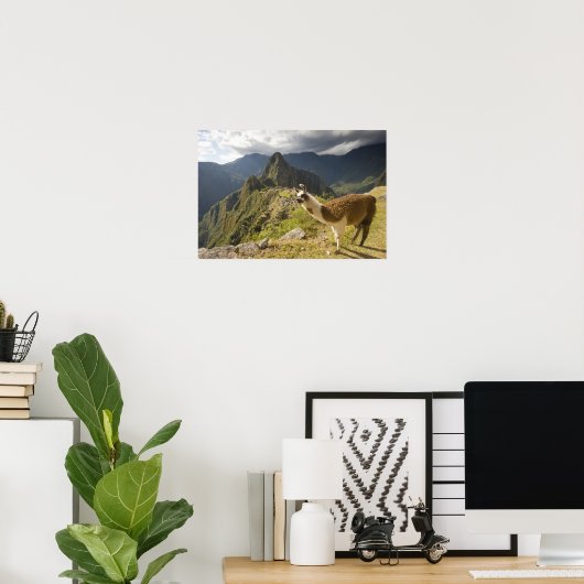 Lamas en een overblik op Machu Picchu, Poster (Thuiskantoor)