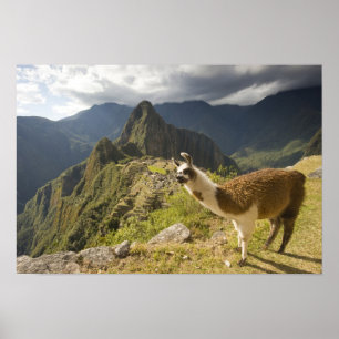 Lamas en een overblik op Machu Picchu, Poster