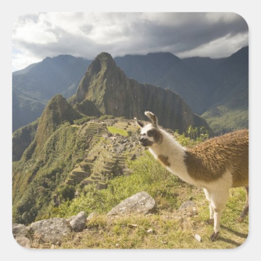 Lamas en een overblik op Machu Picchu, Vierkante Sticker (Voorkant)