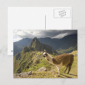 Lama's en een uitzicht op Machu Picchu, Briefkaart (Voorkant / Achterkant)