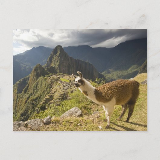 Lama's en een uitzicht op Machu Picchu, Briefkaart (Voorkant)