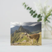 Lama's en een uitzicht op Machu Picchu, Briefkaart (Staand voorkant)