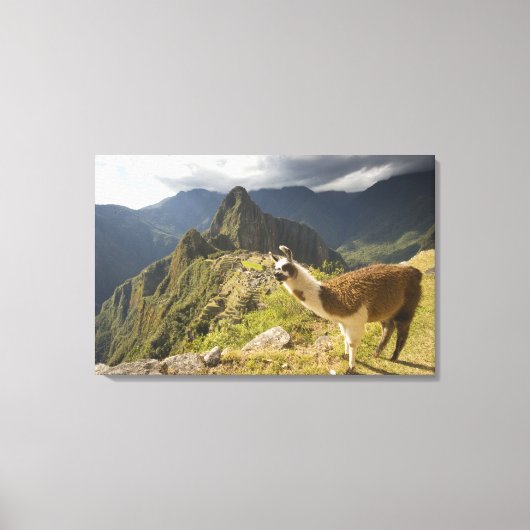 Lama's en een uitzicht op Machu Picchu, Canvas Afdruk (Voorkant)