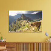 Lama's en een uitzicht op Machu Picchu, Canvas Afdruk (Insitu (Woonkamer))