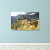Lama's en een uitzicht op Machu Picchu, Canvas Afdruk (Insitu (Houten vloer))