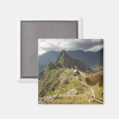 Lama's en een uitzicht op Machu Picchu, Magneet (Voorkant / Achterkant)