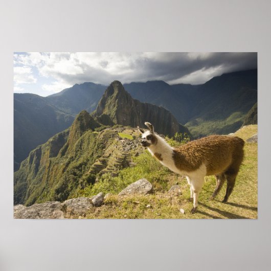 Lama's en een uitzicht op Machu Picchu, Poster (Voorkant)