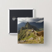 Lama's en een uitzicht op Machu Picchu, Vierkante Button 5,1 Cm (Voorkant /achterkant)