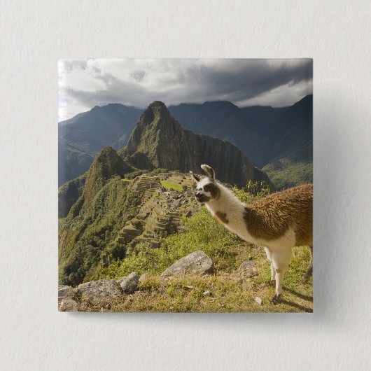 Lama's en een uitzicht op Machu Picchu, Vierkante Button 5,1 Cm (Voorkant)