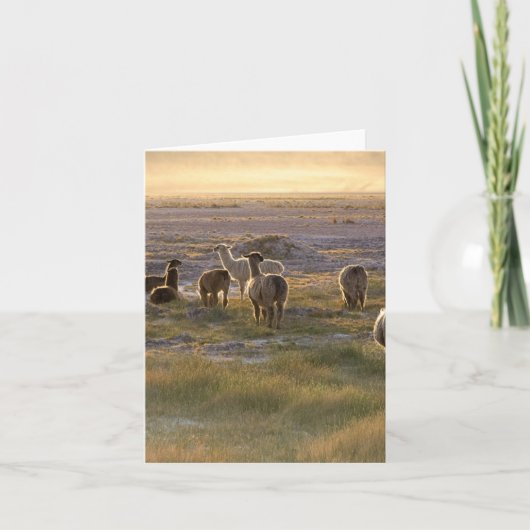 Lama's in de Zonsondergang Kaart (Voorkant)