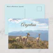 Lama's in Humahuaca Argentinië Briefkaart (Voorkant / Achterkant)
