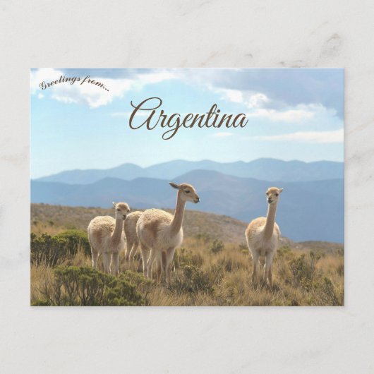 Lama's in Humahuaca Argentinië Briefkaart (Voorkant)