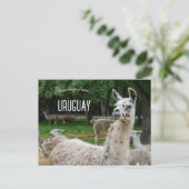 Lamas in Uruguay Briefkaart (Staand voorkant)