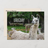 Lamas in Uruguay Briefkaart (Voorkant / Achterkant)
