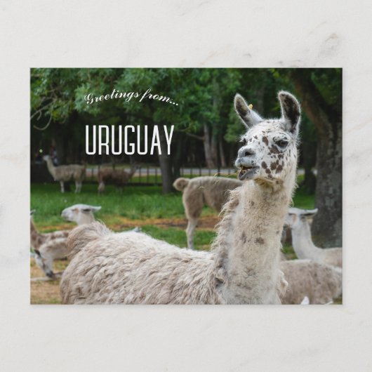 Lamas in Uruguay Briefkaart (Voorkant)