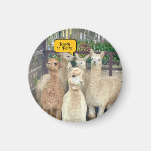 Lamas komen uit Peru op deze magneet