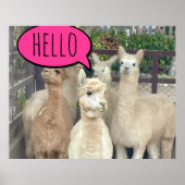 Lamas op poster (Voorkant)