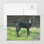 Lamb 2012 - Ladymermaid Briefkaart (Voorkant / Achterkant)