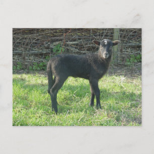 Lamb 2012 - Ladymermaid Briefkaart