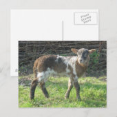 Lamb 2012: SusannaDuffy Briefkaart (Voorkant / Achterkant)