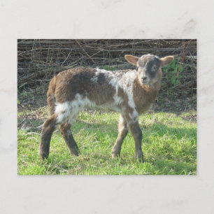 Lamb 2012: SusannaDuffy Briefkaart