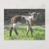 Lamb 2012: SusannaDuffy Briefkaart (Voorkant)