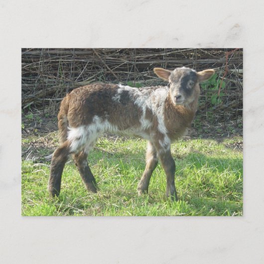 Lamb 2012: SusannaDuffy Briefkaart (Voorkant)