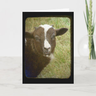 Lamb Birthday Kaart