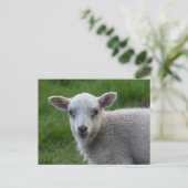 Lamb Briefkaart (Staand voorkant)