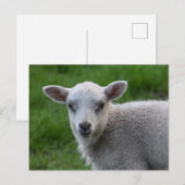 Lamb Briefkaart (Voorkant / Achterkant)