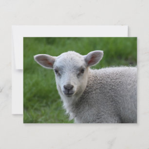 Lamb Briefkaart