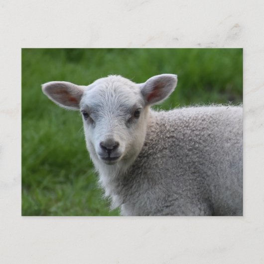 Lamb Briefkaart (Voorkant)