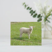 Lamb Briefkaart (Staand voorkant)