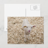 Lamb Briefkaart (Voorkant / Achterkant)