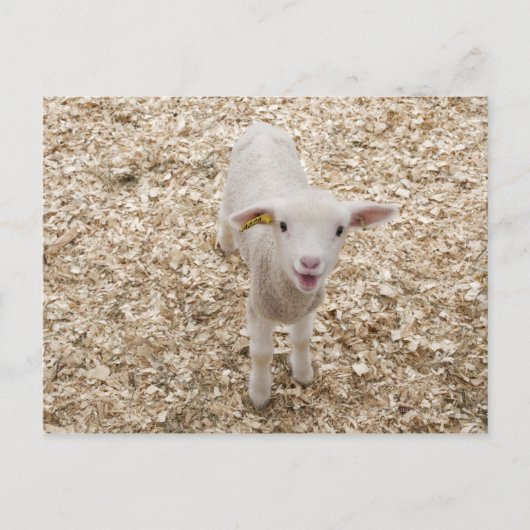 Lamb Briefkaart (Voorkant)