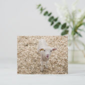 Lamb Briefkaart (Staand voorkant)
