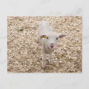 Lamb Briefkaart