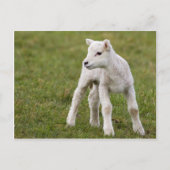 Lamb Briefkaart (Voorkant)