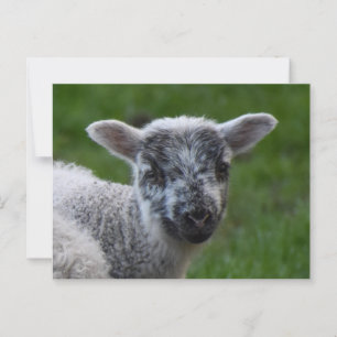 Lamb Briefkaart