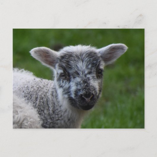 Lamb Briefkaart (Voorkant)