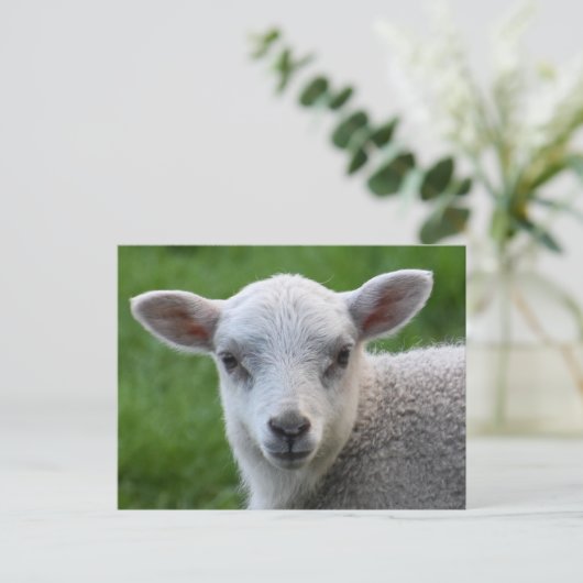 Lamb Briefkaart (Staand voorkant)