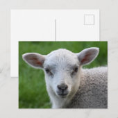 Lamb Briefkaart (Voorkant / Achterkant)