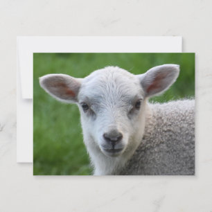 Lamb Briefkaart
